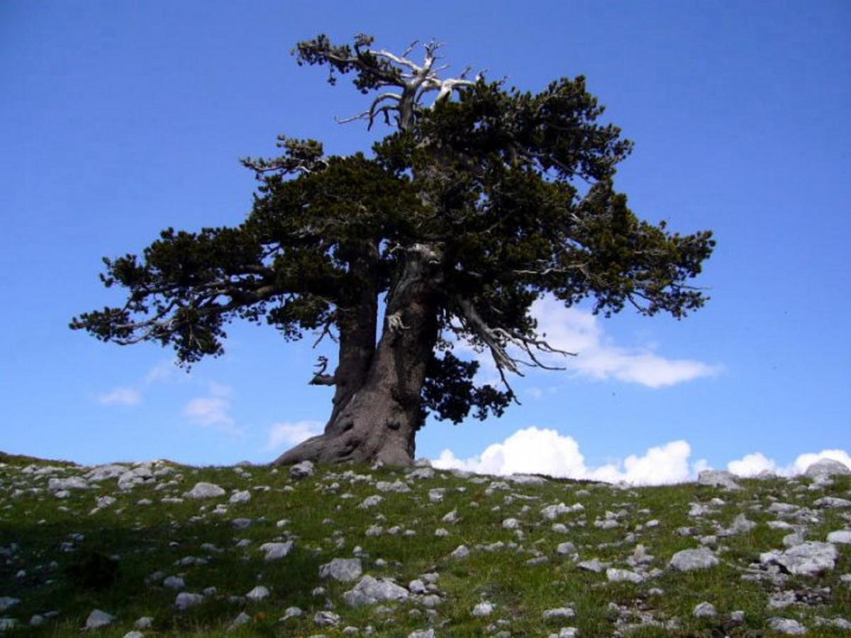 B&B Sole Del Pollino Rotonda Eksteriør billede